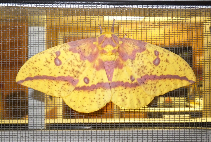 Imperial moth on screen, August 2, 2014