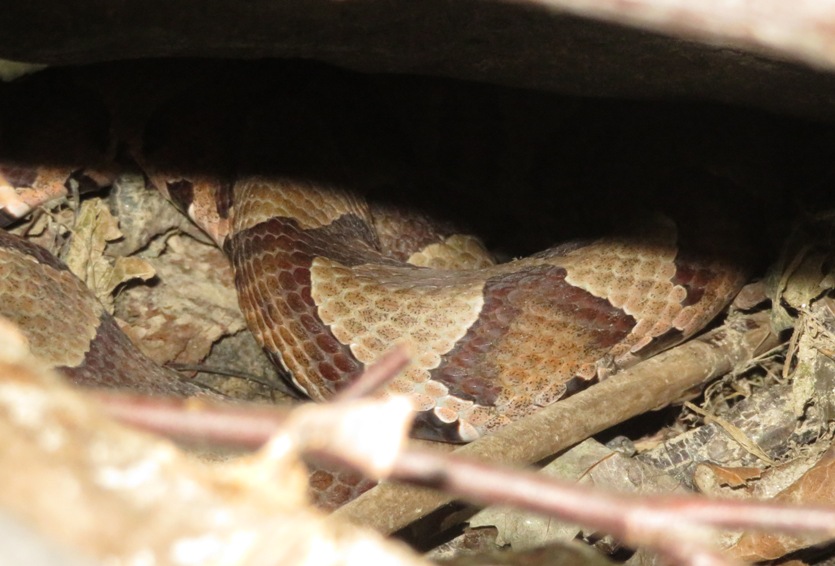 Copperhead snake under rock along the Little Patuxent River, July 11, 2020