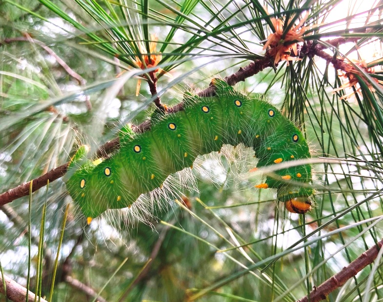 Imperial moth caterpillar, September 9, 2023