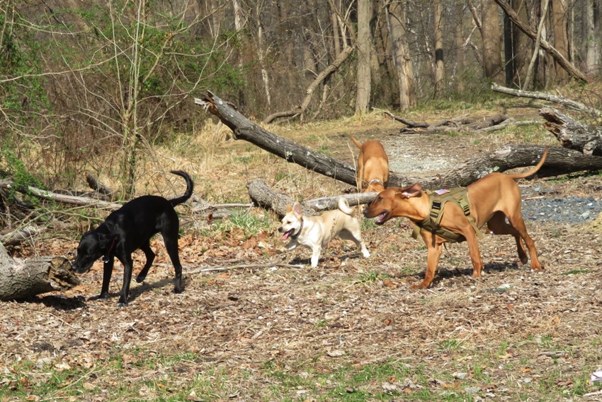 Four dogs running near the Little Patuxent River, April 6, 2019