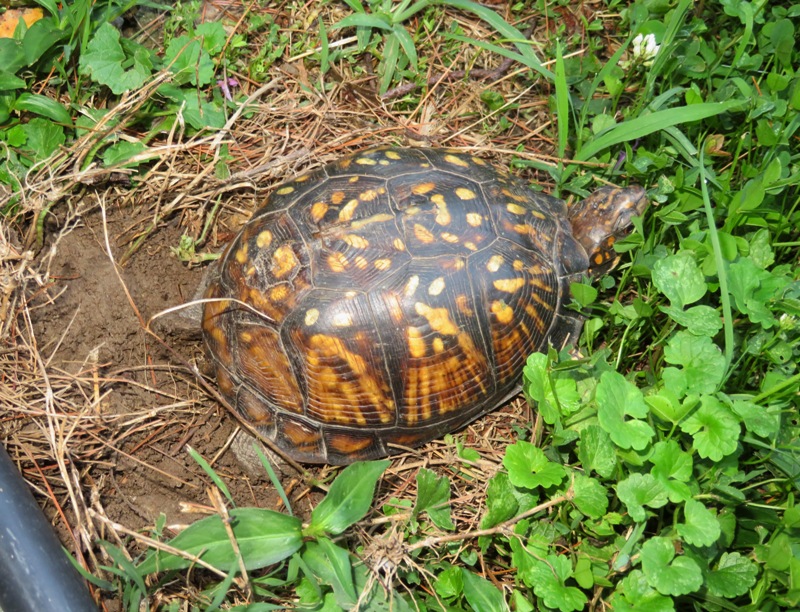 Box turtle laying eggs in our back yard, July 10, 2021