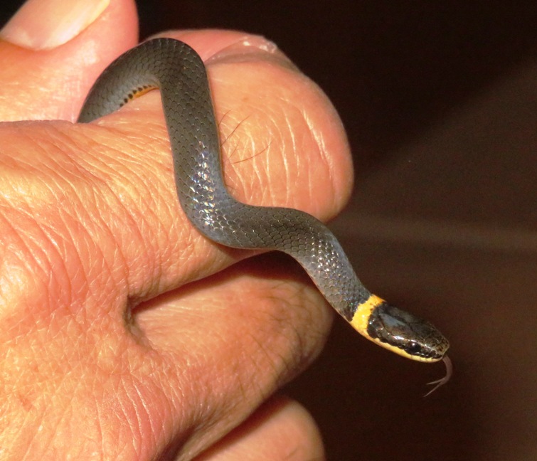 Ring-necked snake in our basement, August 29, 2021