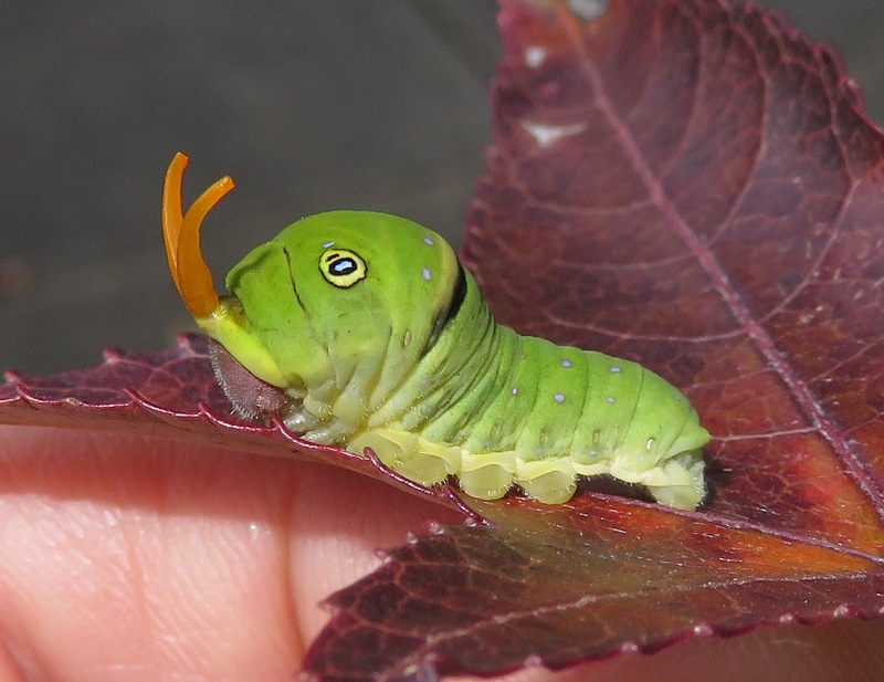 Tiger swallowtail caterpillar at Baldwin Common, October 16, 2022