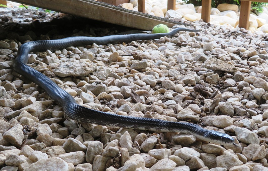 Black rat snake under our deck, May 29, 2020