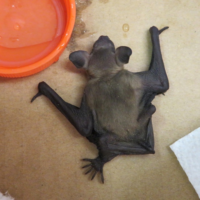 Bat at Savage Mill, July 1, 2020