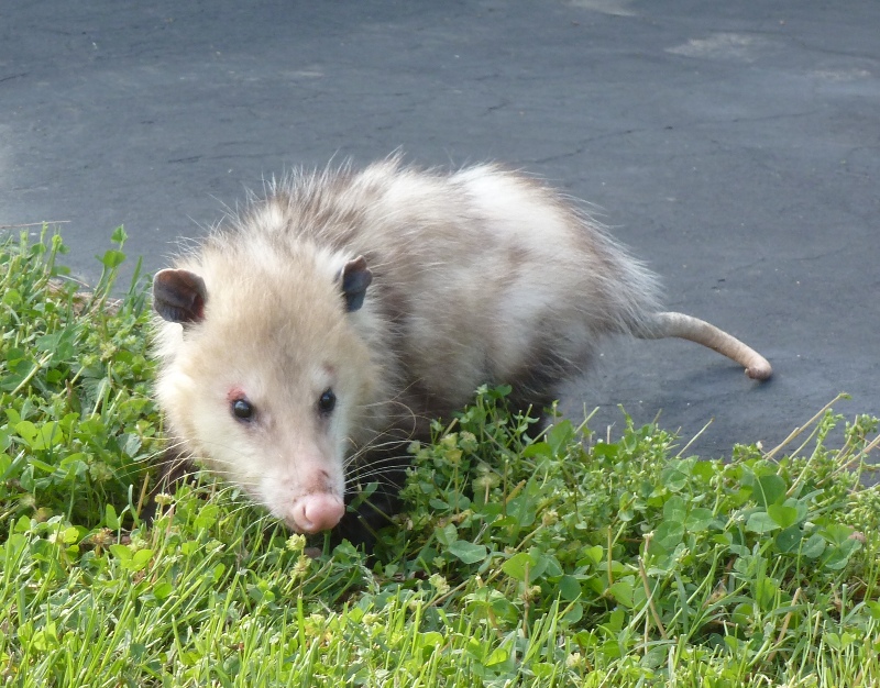 Possum in my front yard, April 20, 2013