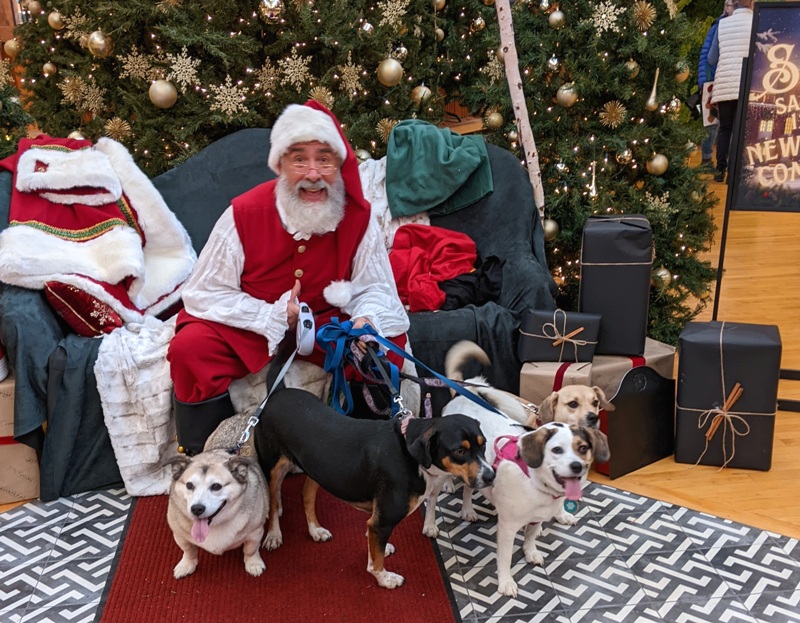 Santa Claus with four dogs at Savage Mill, December 3, 2022