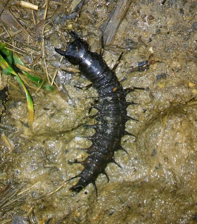 Hellgramite along the Little Patuxent River, May 28, 2020